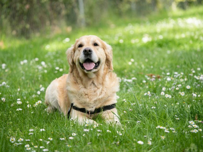 medium short-coated white dog lying on green grass field